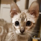 ベンガル