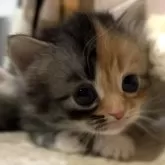 マンチカン(短足)