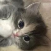 マンチカン(短足)