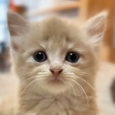 マンチカン(短足)