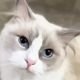 ラグドール【京都府・男の子・2025年9月26日・ブルーポイントバイカラー】の写真6「ママさんです。」