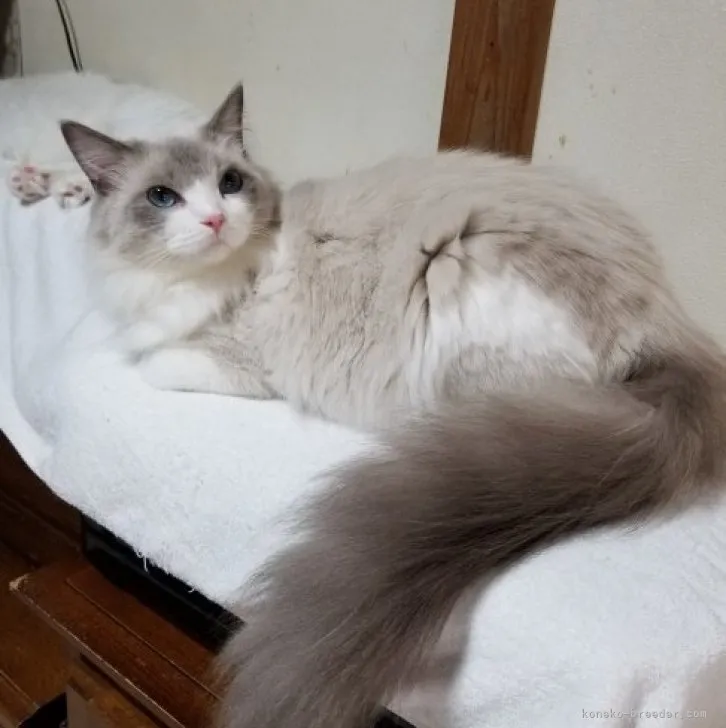 ID：2303-02275の子猫