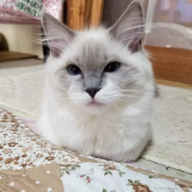 ID：2501-01986の子猫
