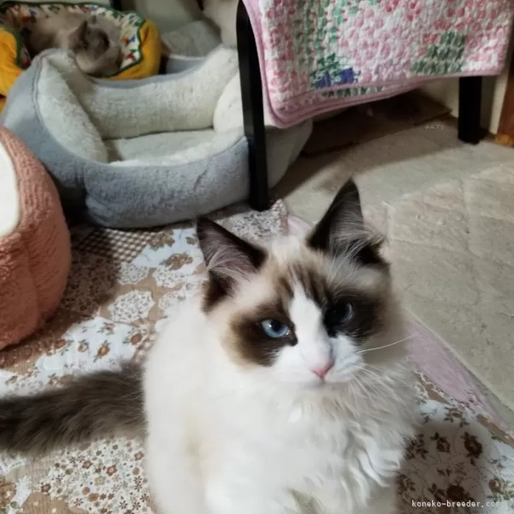 ID:2501-01992の子猫