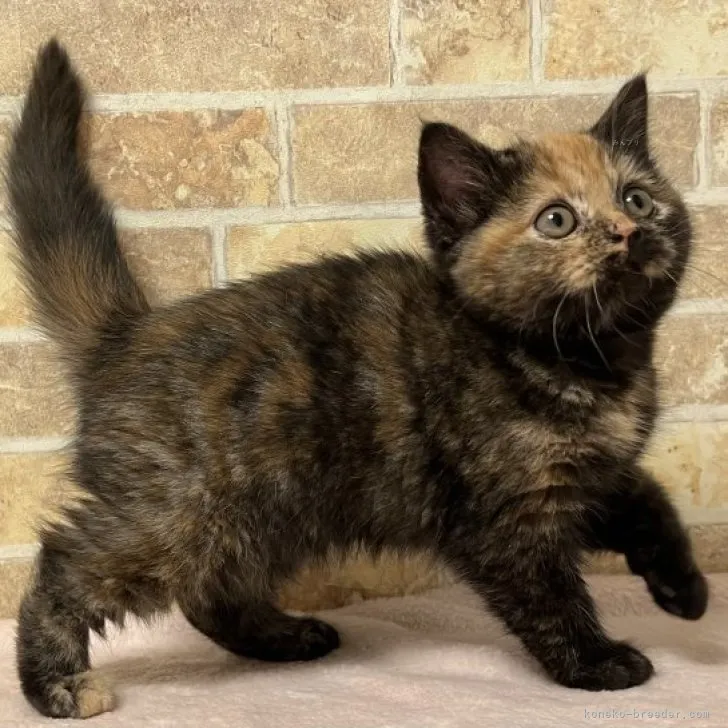 ID:2311-00096の子猫