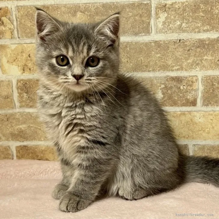 ID:2311-00091の子猫