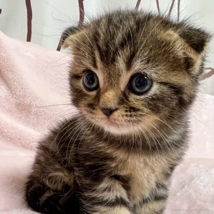 ID:2305-03067の子猫