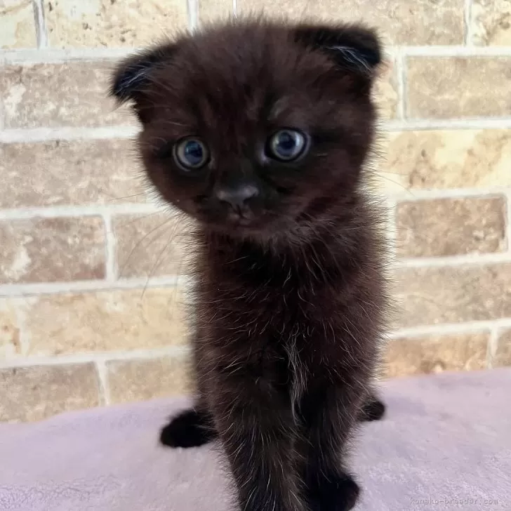 ID：2405-03361の子猫