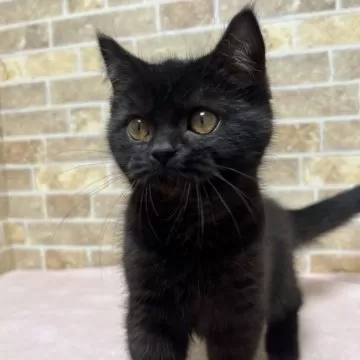 フリフ黒猫の付け下げターコイズカラー