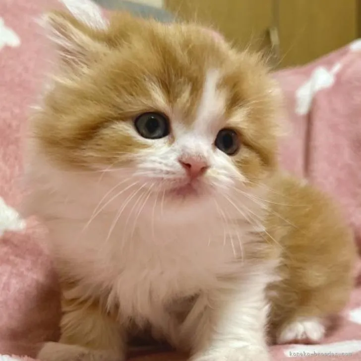 ID:2211-00902の子猫