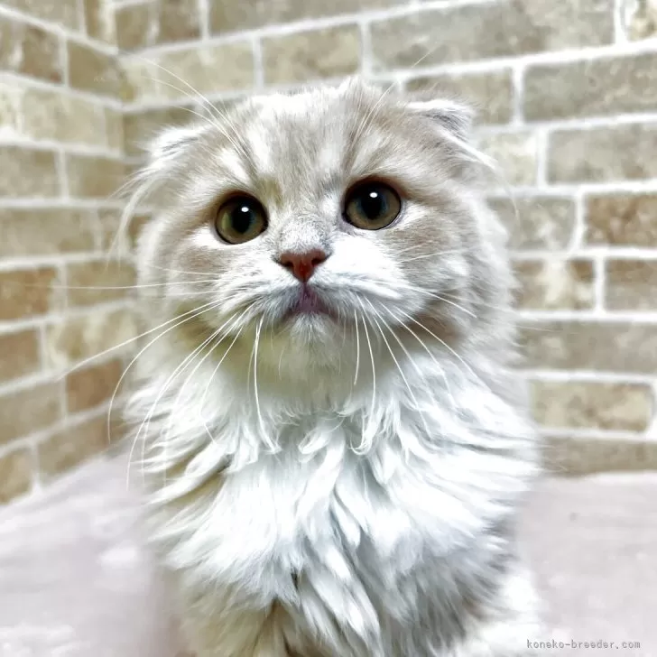 YS 様のお迎えした子猫