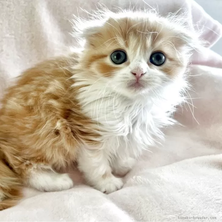ID:2505-01685の子猫