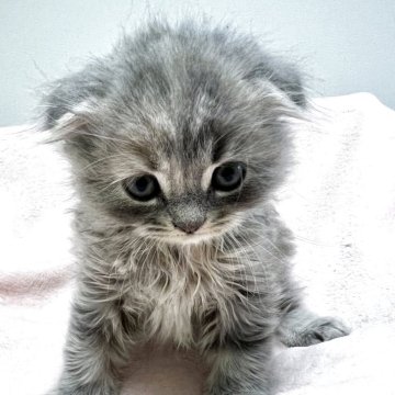 スコティッシュフォールド(折れ耳)【群馬県・女の子・2025年9月20日・ブルーバッチドタビー】の写真「耳折れの可愛い女の子です！」