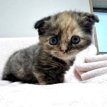 スコティッシュフォールド(折れ耳)【群馬県・女の子・2025年9月20日・トーティー】の写真「元気な女の子です！」