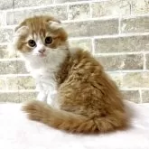 スコティッシュフォールド(折れ耳)