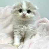 スコティッシュフォールド(折れ耳)