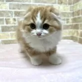 スコティッシュフォールド(折れ耳)