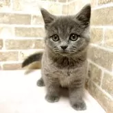 スコティッシュフォールド(立ち耳)