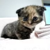 スコティッシュフォールド(折れ耳)