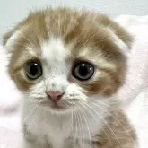 スコティッシュフォールド(折れ耳)