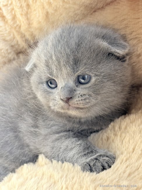 斉穏寺敦子ブリーダーのブログ：可愛く成長中☺️💕💕