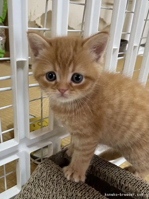 ID:2107-01710の子猫