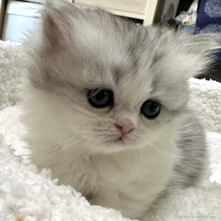 ID:2403-00908の子猫