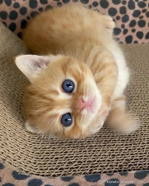 ID:2203-00560の子猫