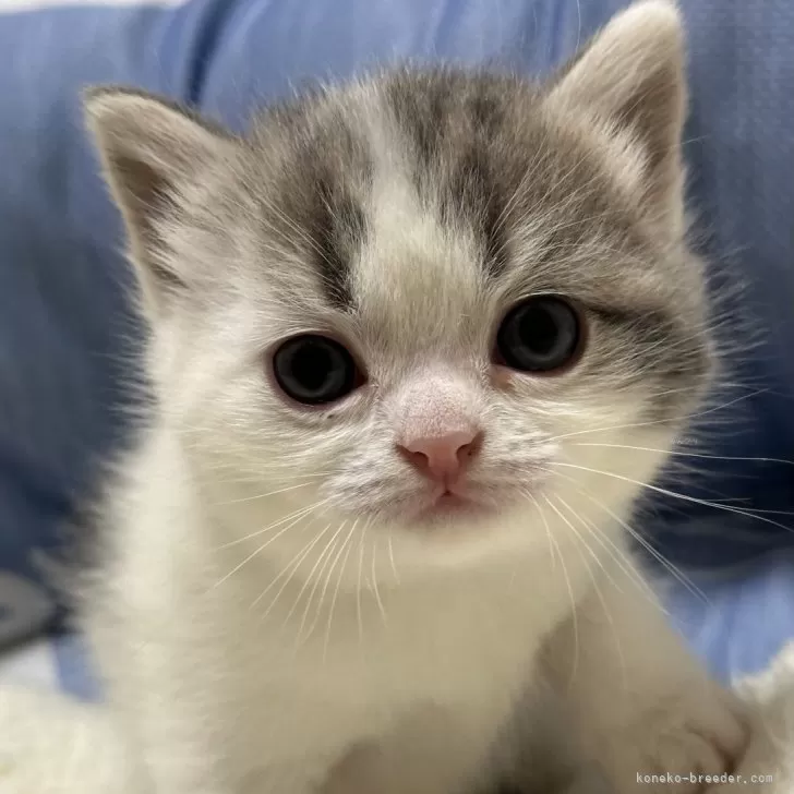 ID：2407-00030の子猫