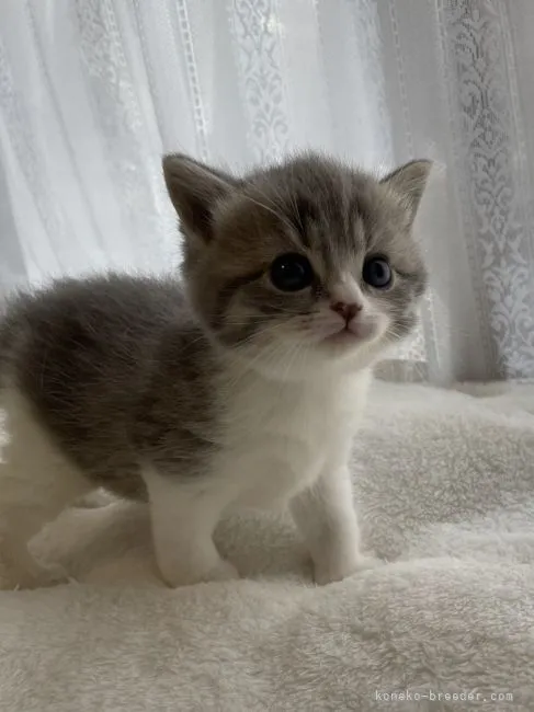 ID:2205-01853の子猫