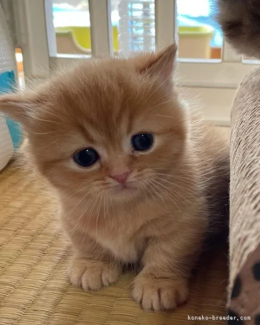 ID：2204-00074の子猫