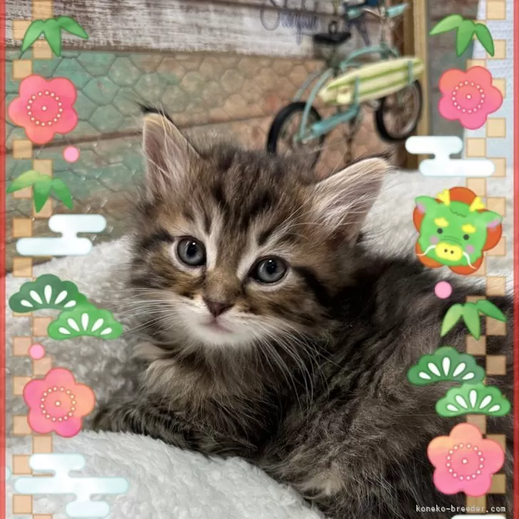 ID：2312-02673の子猫