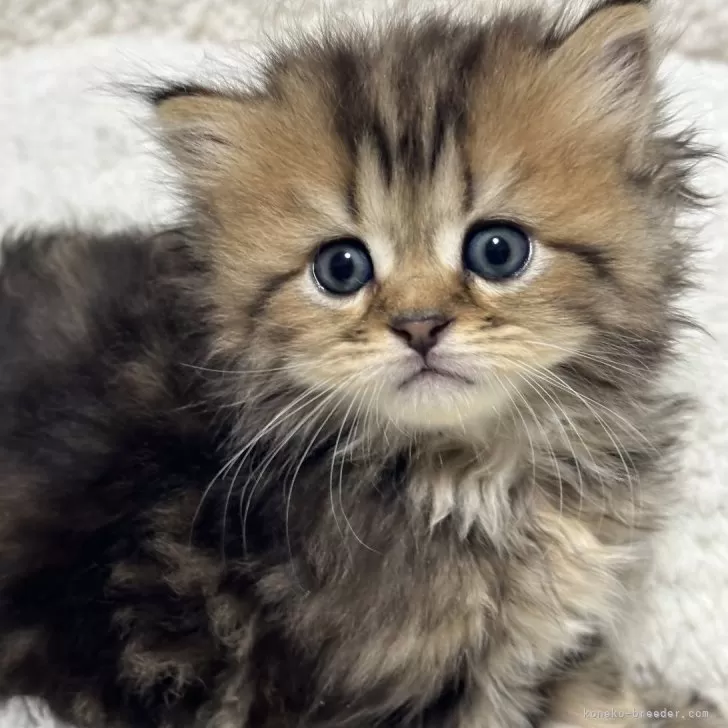 ID：2406-00647の子猫