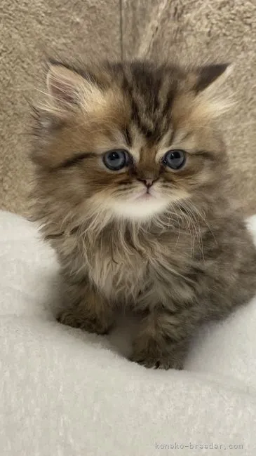 ID：2203-00103の子猫