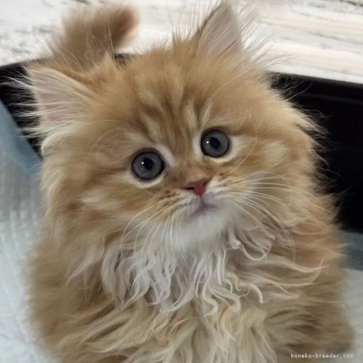 ID：2407-00273の子猫