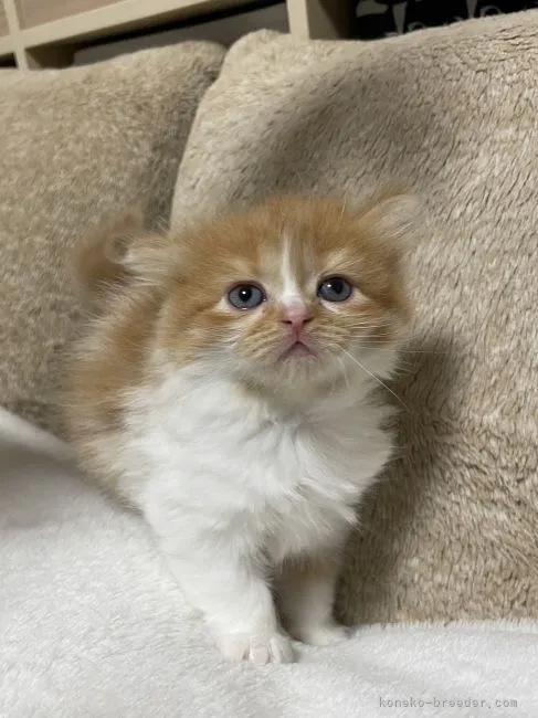 ID：2112-00285の子猫