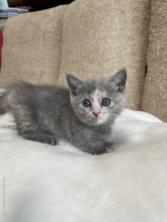 ID：2106-00843の子猫