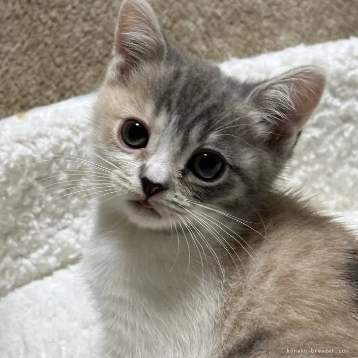 ID:2402-01210の子猫