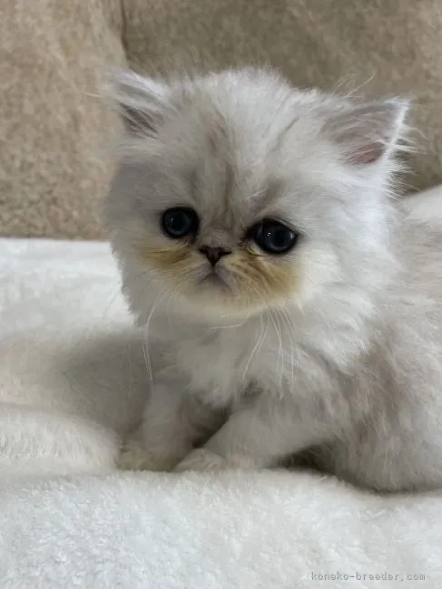 ID：2110-01815の子猫