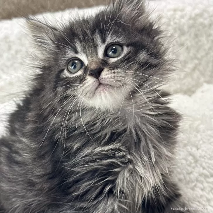 ID：2401-01246の子猫