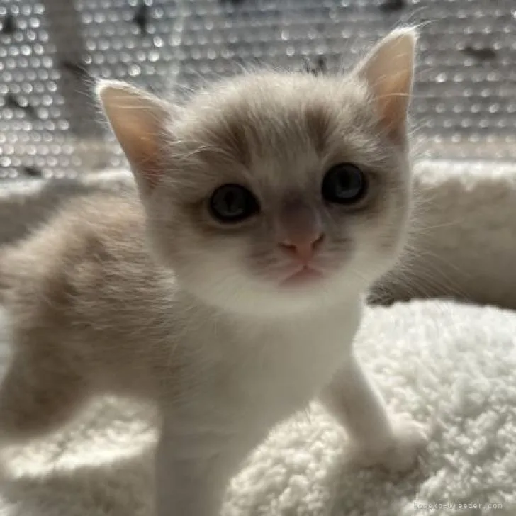 ID:2302-01392の子猫