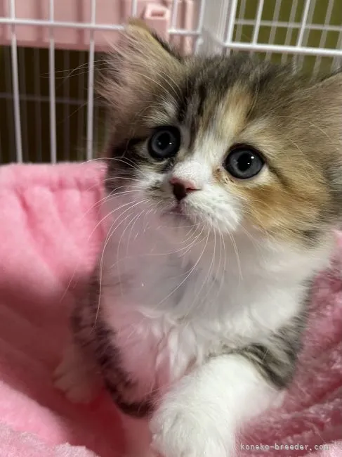 ID：2205-02687の子猫