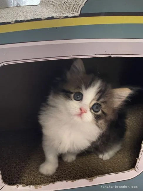 ID：2205-02681の子猫