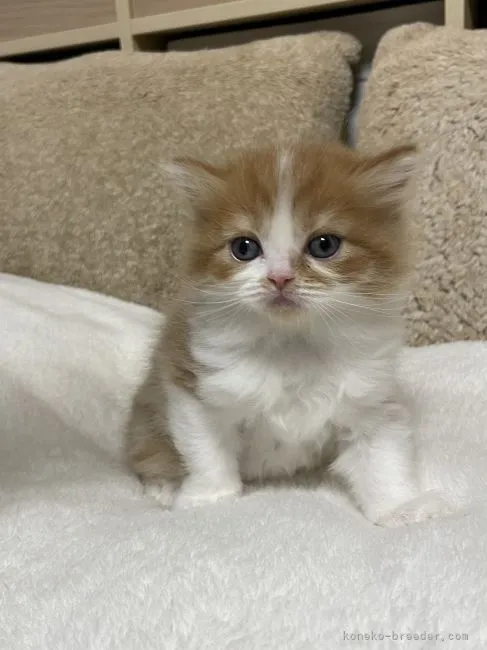 ID：2112-00287の子猫