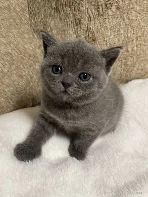 ID:2108-01548の子猫