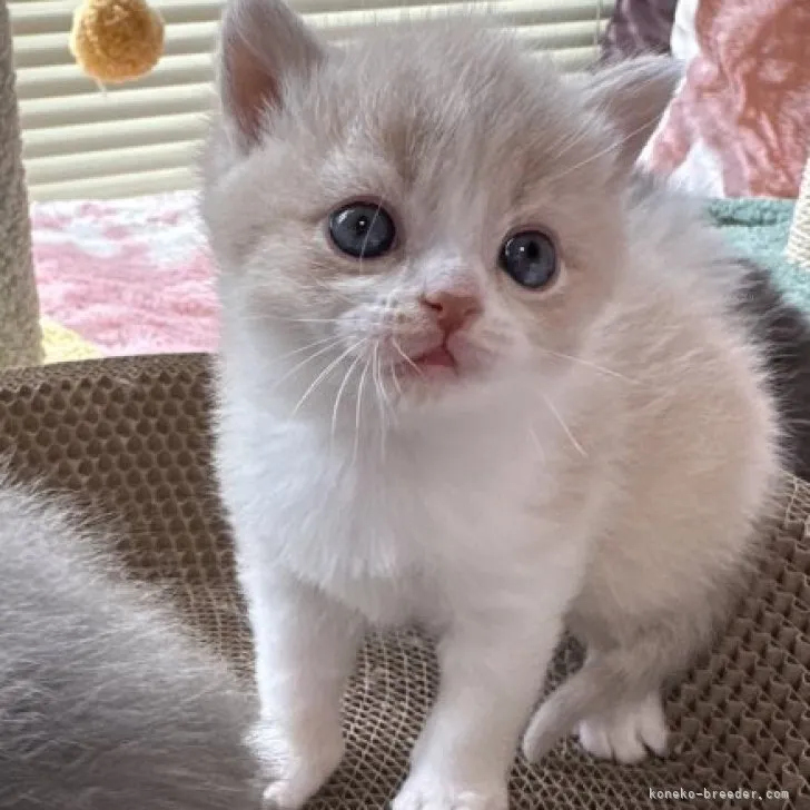 ID：2312-00723の子猫