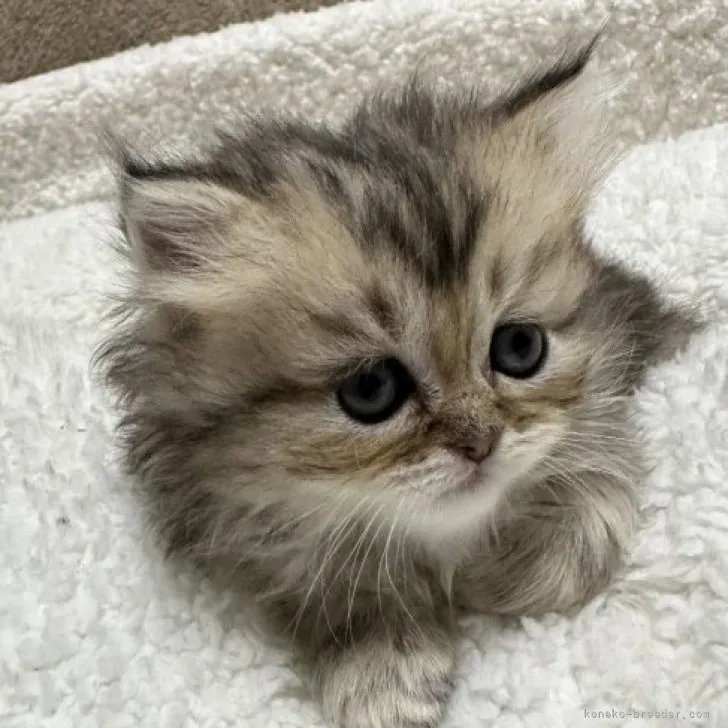 ID：2311-00528の子猫