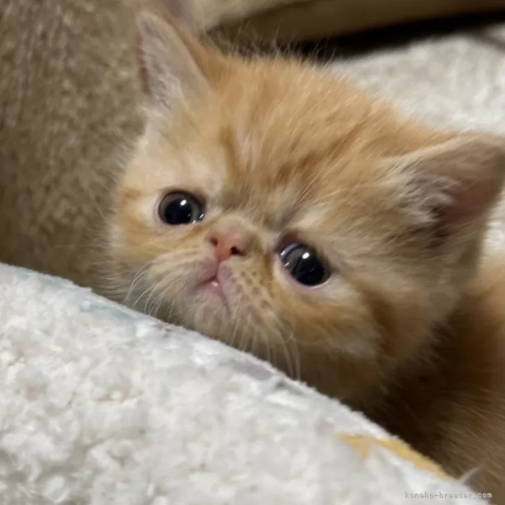 ID:2401-00551の子猫