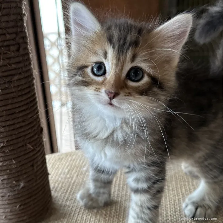 ID:2307-02313の子猫