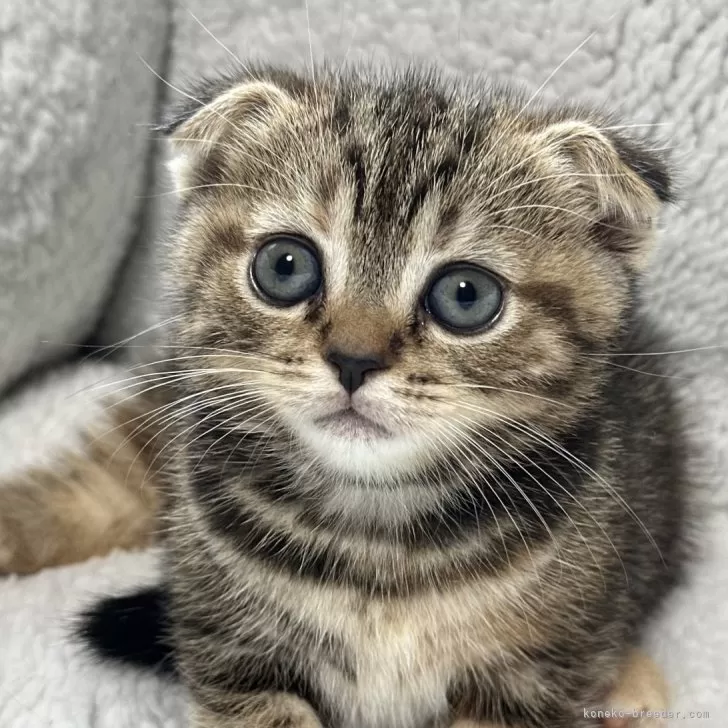 ID:2410-02344の子猫